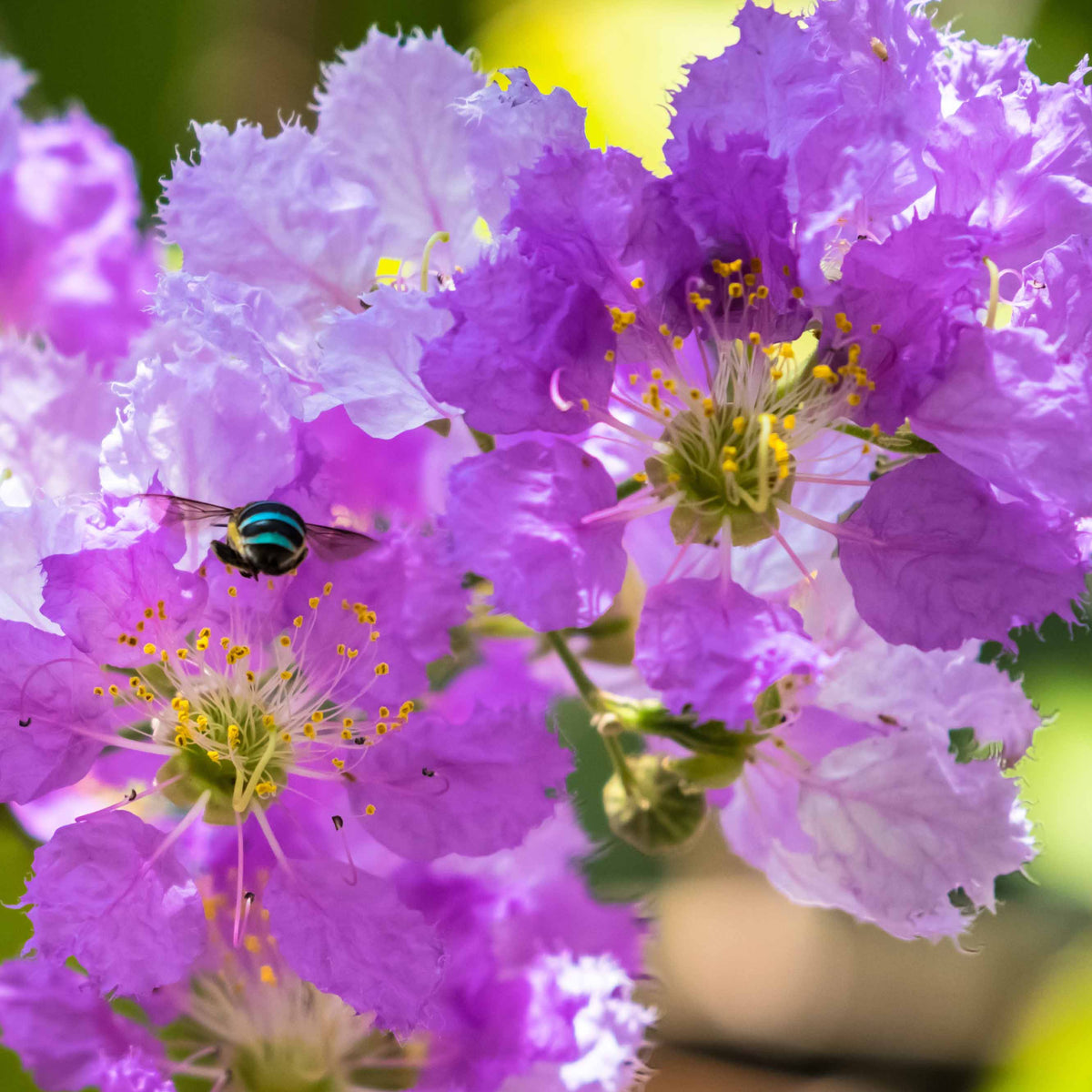 Kreppmyrte violett - Lagerstroemia indica Lafayette - Willemse
