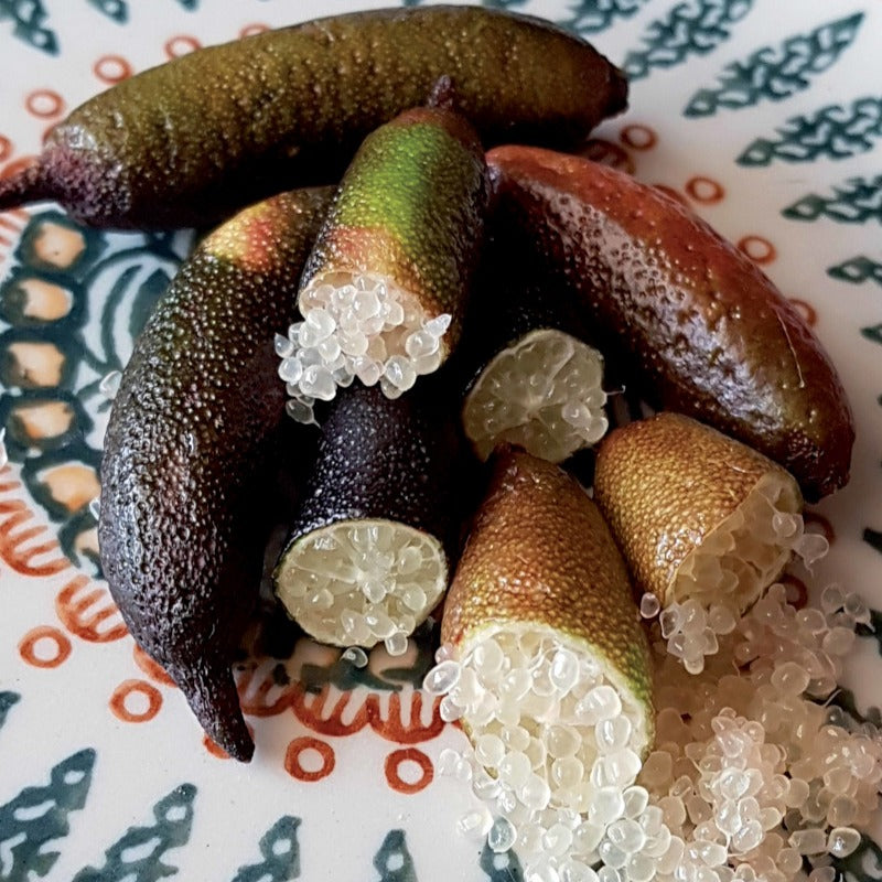 Kaviarlimette - Citrus australasica