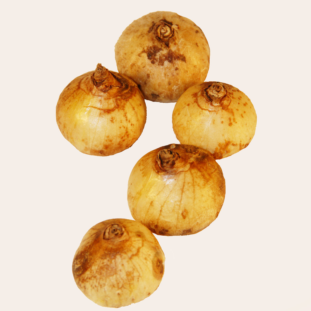 Frühlingsstern - Dichelostemma congestum - Willemse