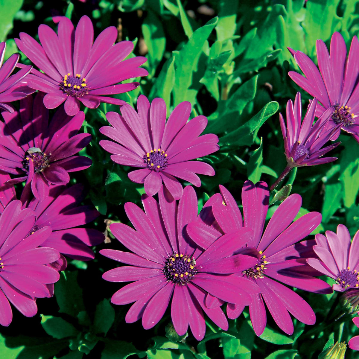 Purpurne Kapmargeriten (x3) - Osteospermum margarita purple - Willemse
