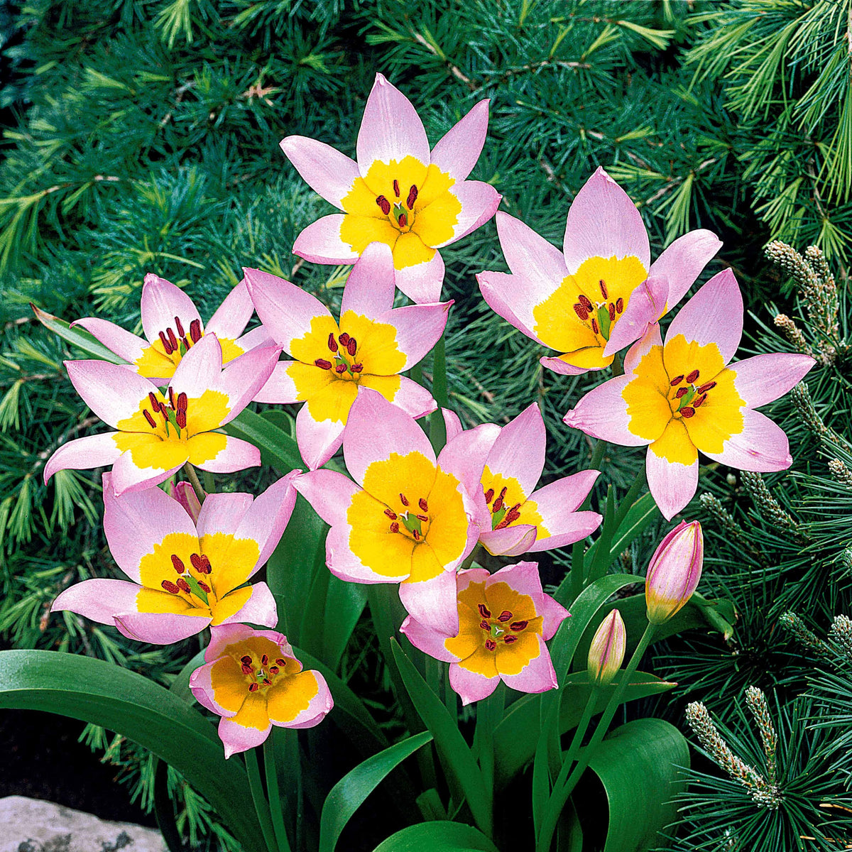 Tulpen-Zwiebeln - Wildtulpen bakeri Lilac Wonder (x10) - Tulipa lilac wonder