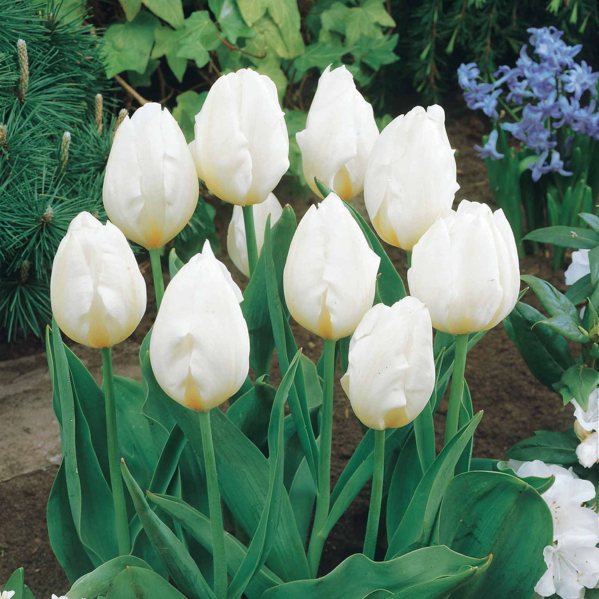 Langstielige Tulpe weiß (x5) - Tulipa - Willemse
