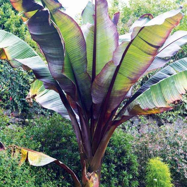 Rote Zierbanane - Ensete ventricosum Maurelii - Willemse