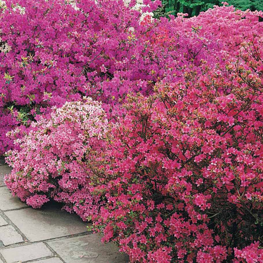 Japanische Azalee violett - Rhododendron (azalea japonica) Geisha Purple - Willemse
