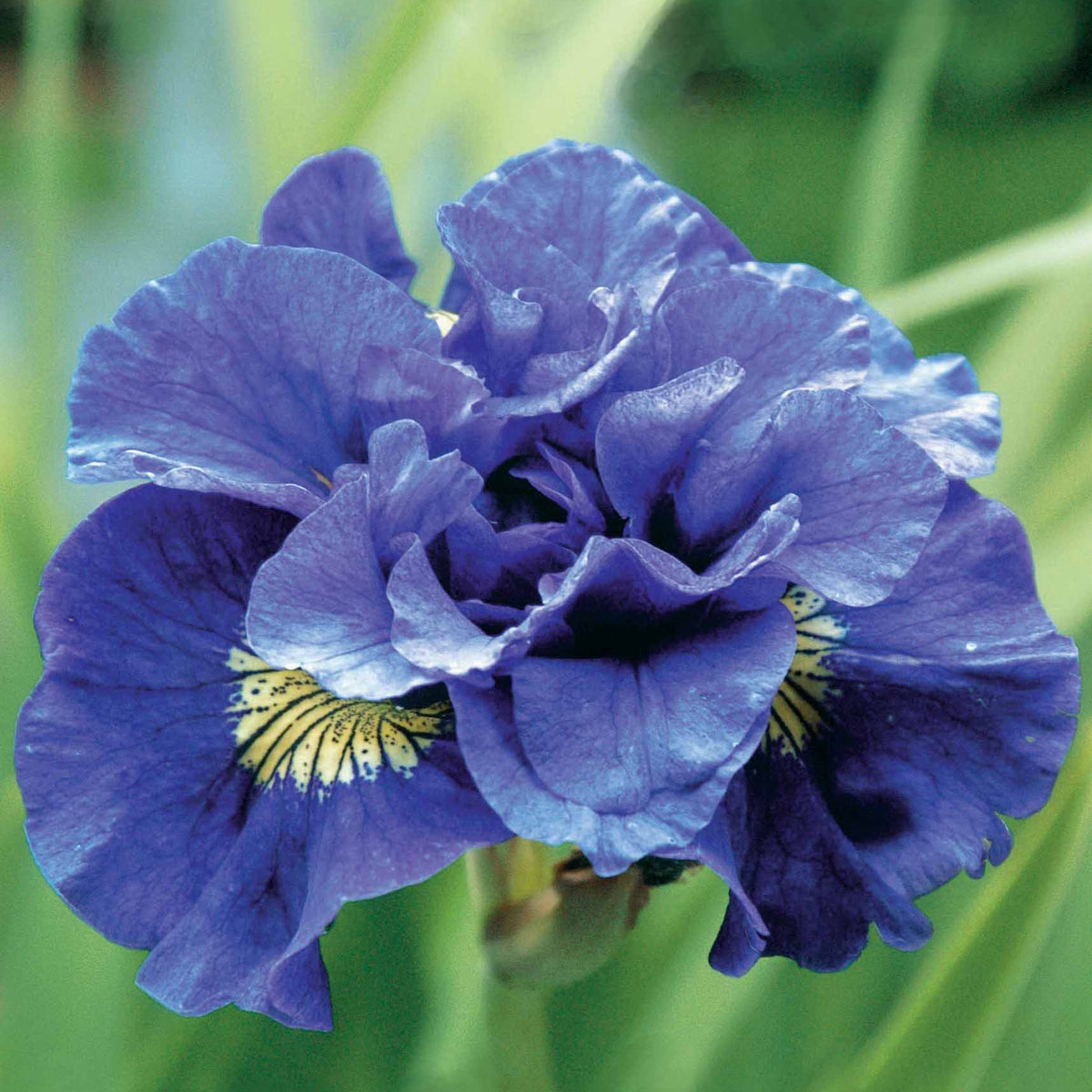 Sibirische Schwertlilie Concord Crush - Iris sibirica Concord Crush - Willemse