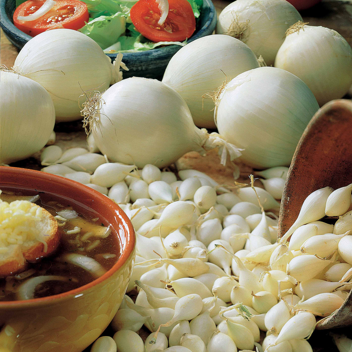 Zwiebelsammlung: Snowball, Stuttgart, Braunschweig (x3) - Willemse