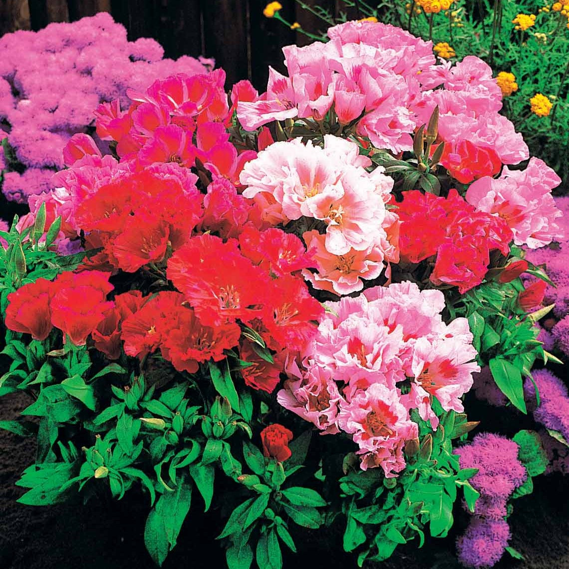 Sommerazaleen Mischung - Clarkia - Godetias - Willemse