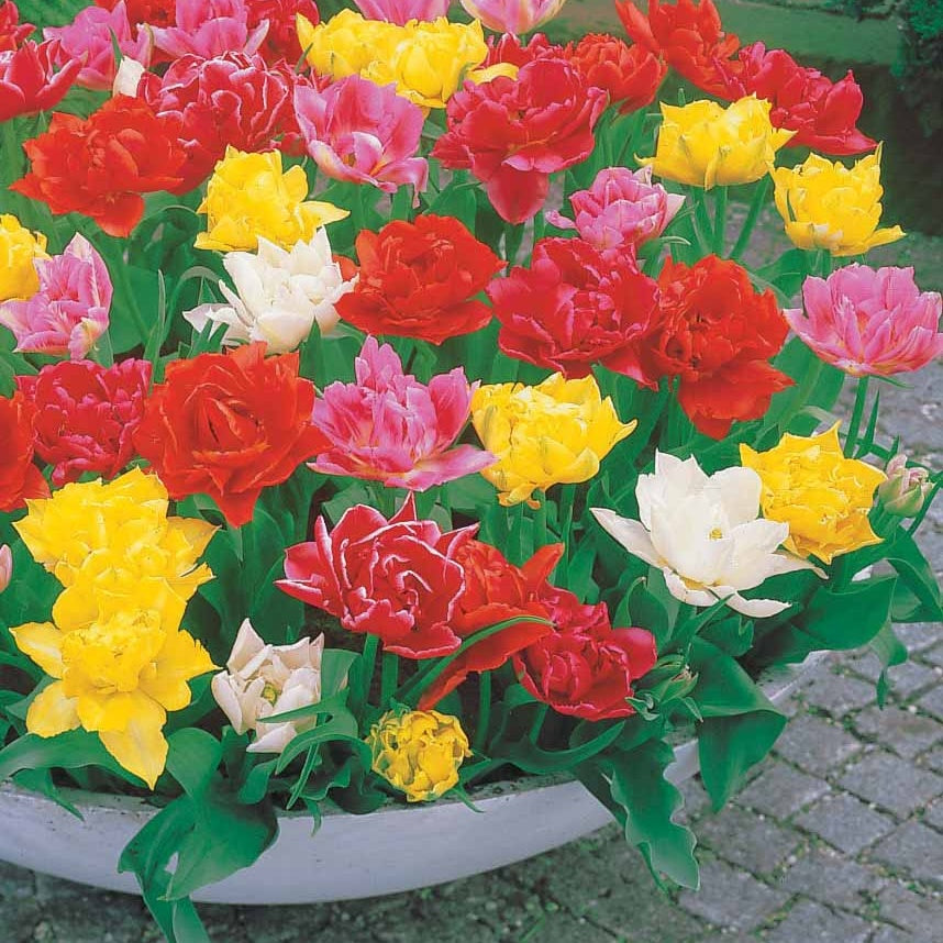 Gefüllte Murillo Tulpen Mischung (x80) - Tulipa murillo - Blumenzwiebeln Frühlingsblüher