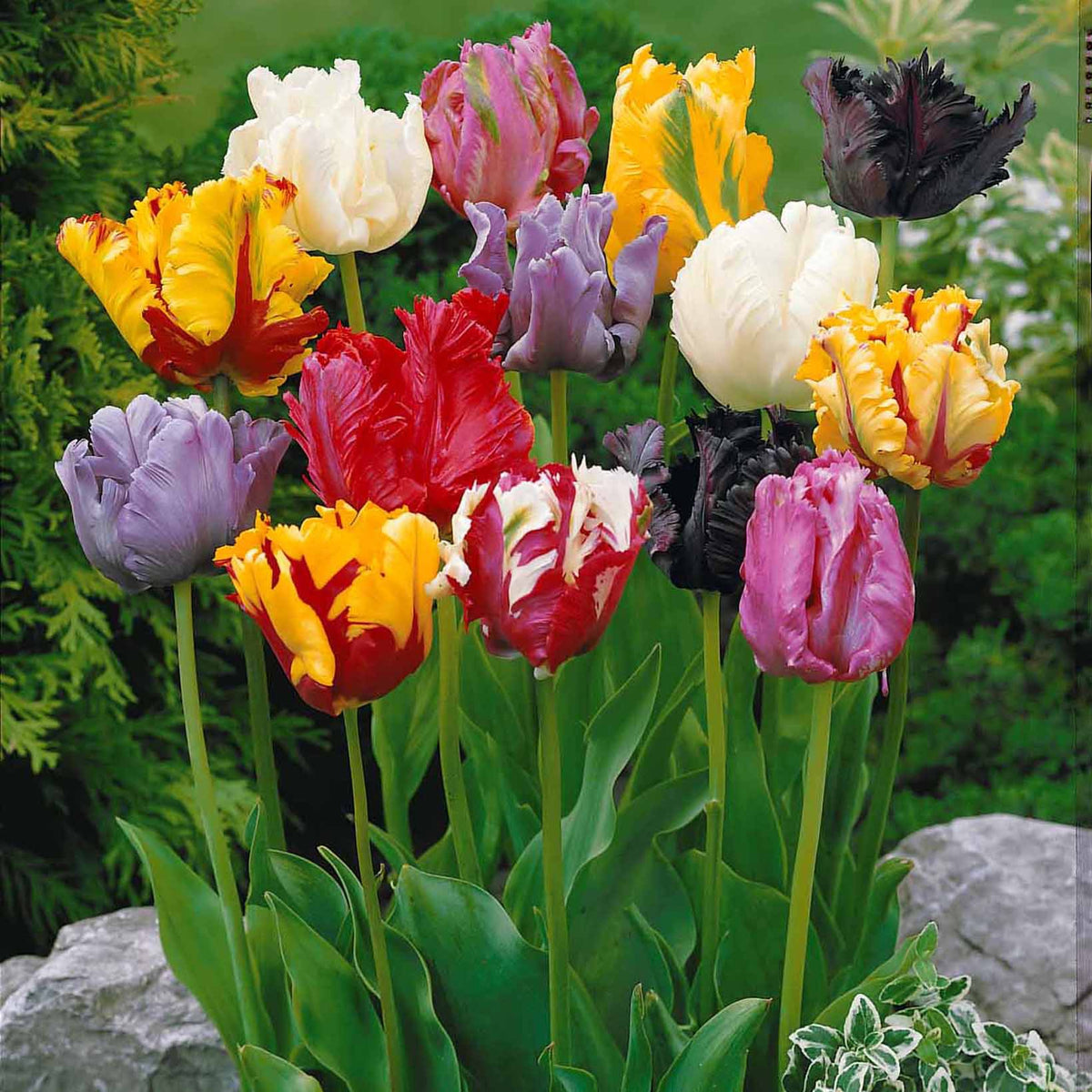 Tulipa - Tulpen-Kollektion 3 Monate Blüte (x60) - Tulpen-Zwiebeln