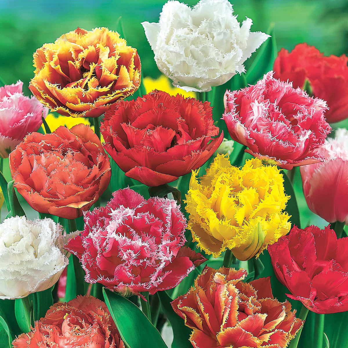 Gefranste Tulpen Mischung (x20) - Willemse