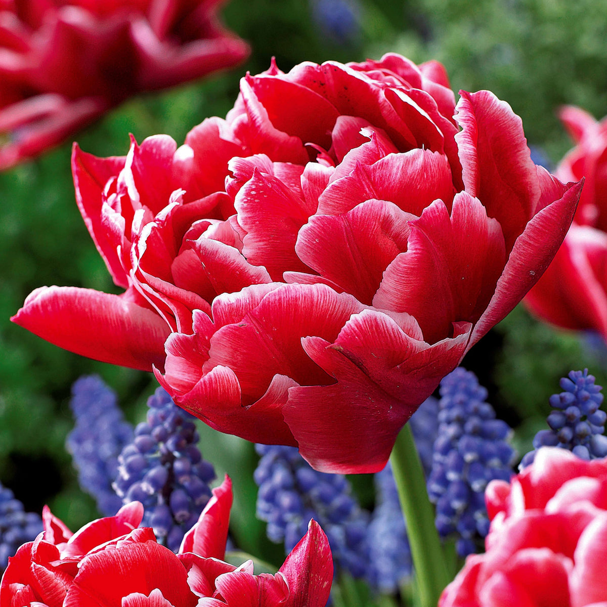 Tulpen frühblühende Murillo-Mischung (x25) - Tulipa 'Columbus', 'Sunlover', 'Tabledance' - Willemse