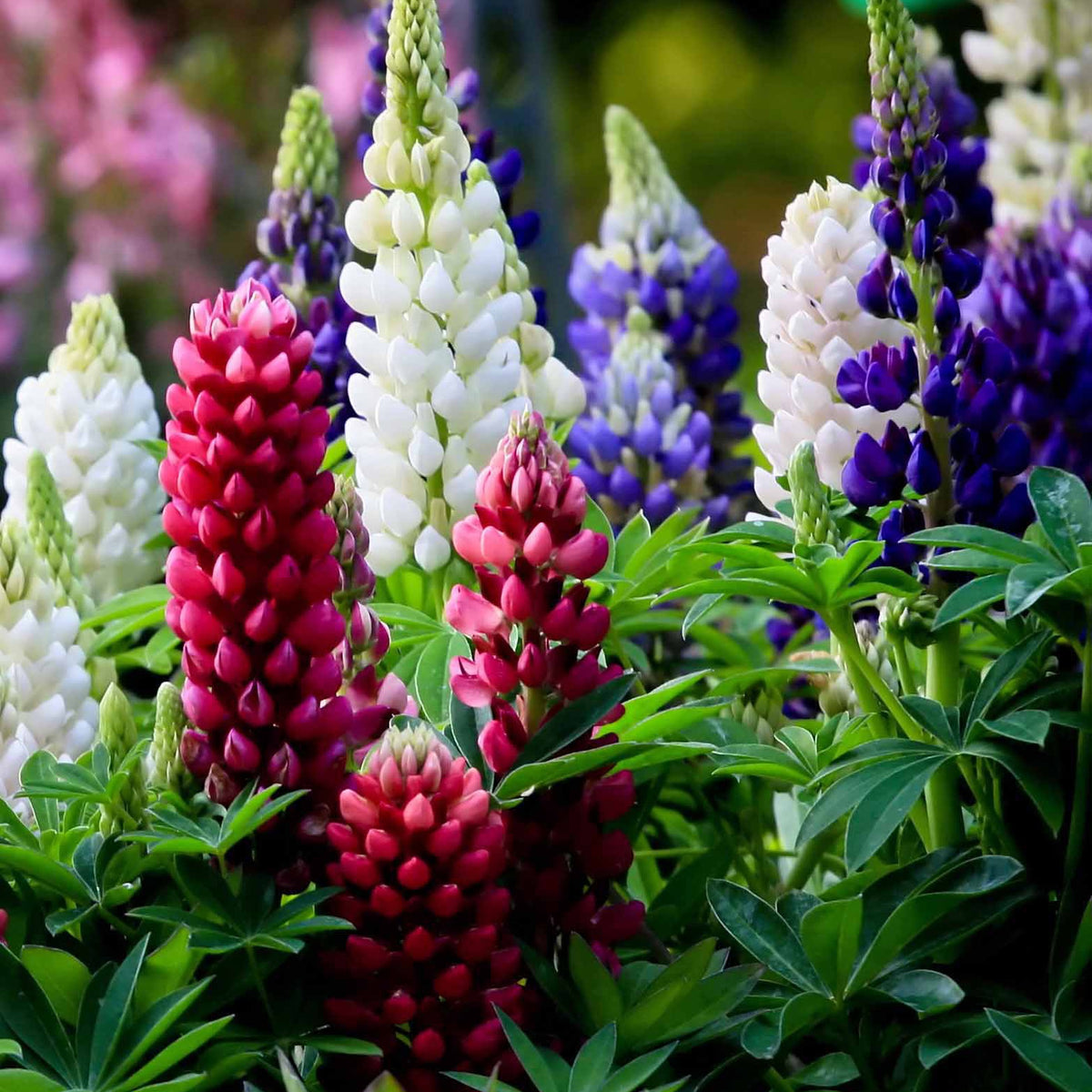 Lupinen Russel Mischung (x5) - Lupinus hybrid russell - Willemse