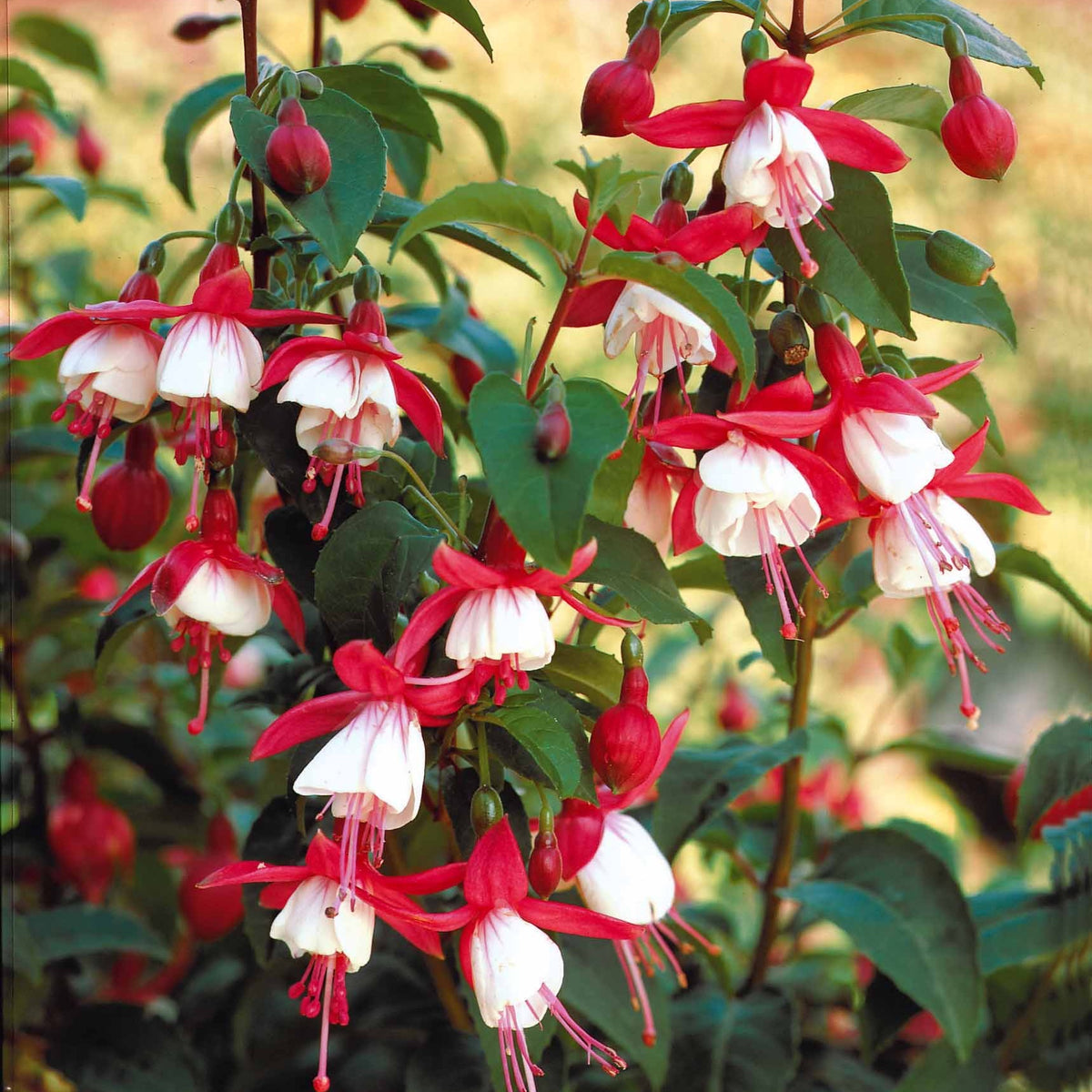 Fuchsia Mme Cornelissen, Brilliant - Fuchsien Mischung (Madame Cornelissen, Brilliant) (x3) - Fuchsien