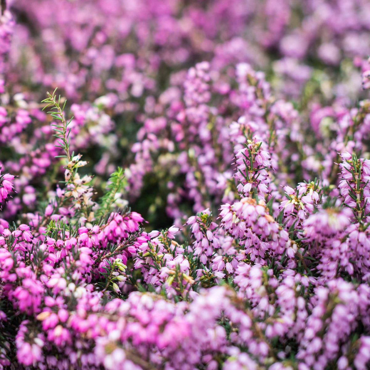Winterheiden Mischung (rot + rosa + weiß) (x6) - Erica darleyensis - Willemse