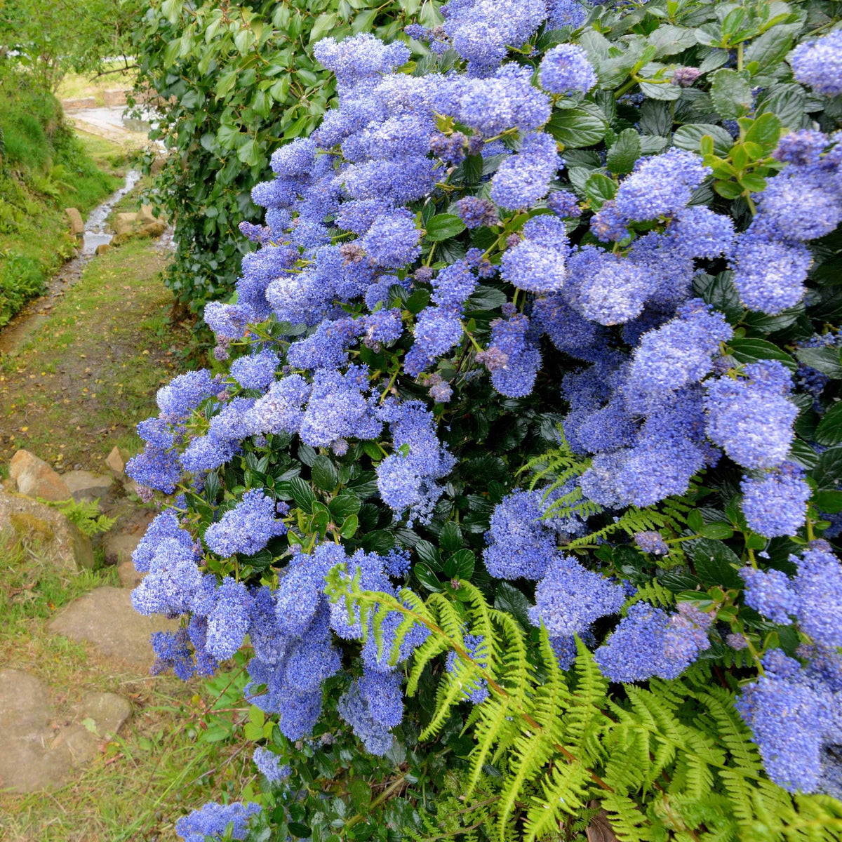 Ceanothus-Sammlung (x2)