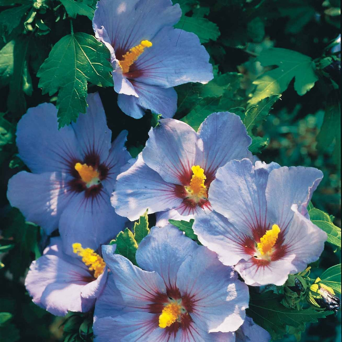 Sammlung von Gartenhibiskus auf Stamm (x2) - Hibiscus syriacus - Willemse