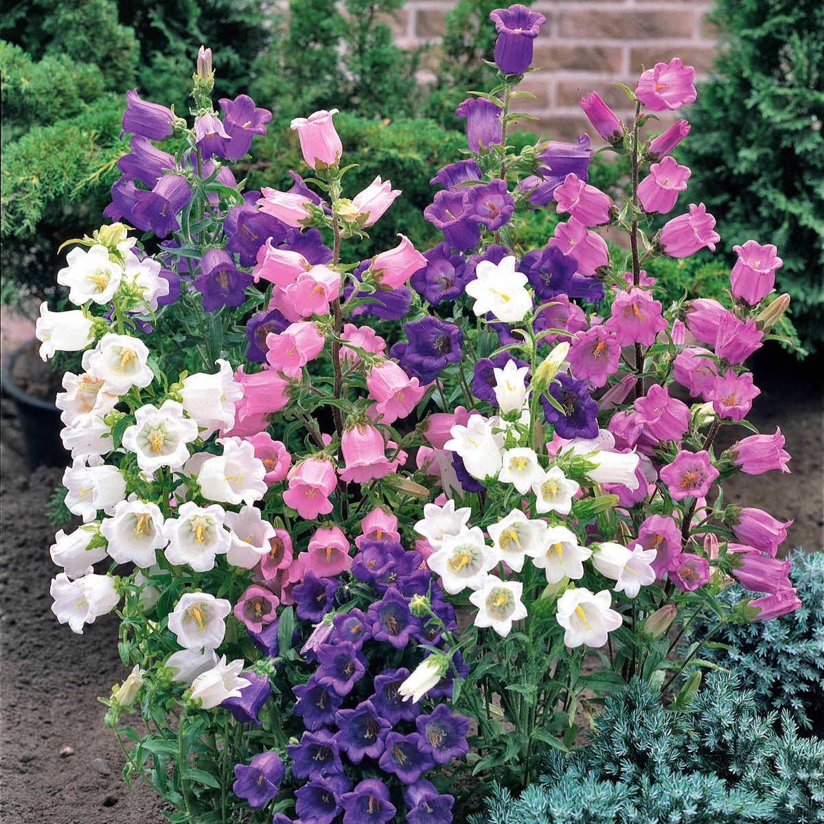 Campanula medium carillon - Glockenblumen Mischung Carillon (x2) - Glockenblumen