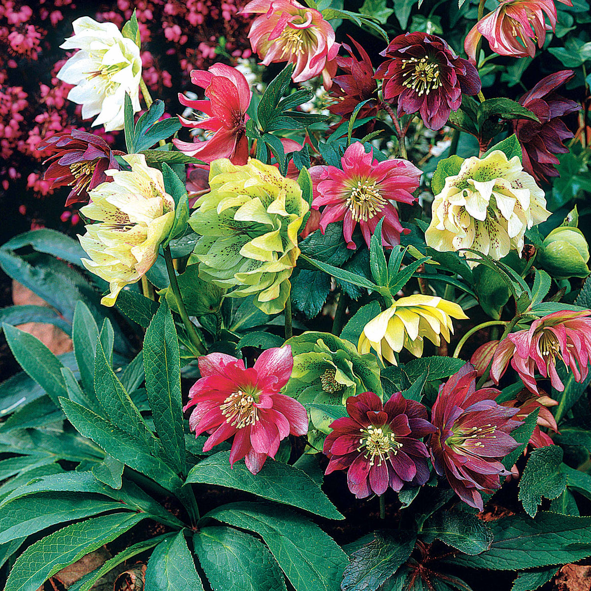 Christrosen Mischung (x3) - Willemse