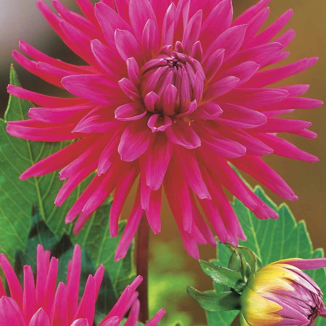 Dahlia 'haley jane', 'purple gem', 'oiseau de feu' - Kaktus-Dahlien Mischung (x8) - Dahlien-Zwiebeln