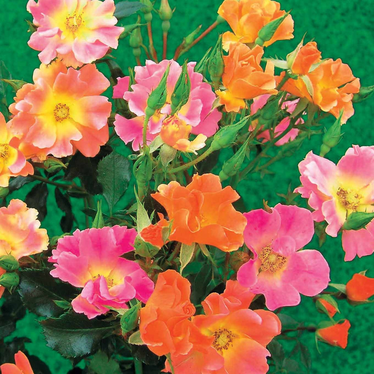 Bodendeckerrosen Mischung (Happy Chappy + Mirato) (x6) - Rosa happy chappy , mirato - Willemse