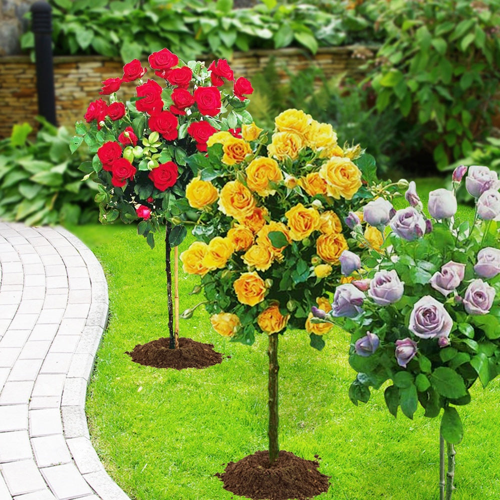 Stammrosen Mischung (Walztime, Sunsilk, Dame de Coeur) (x3) - Rosa 'walztime' 'sunsilk''dame de coeur' - Willemse