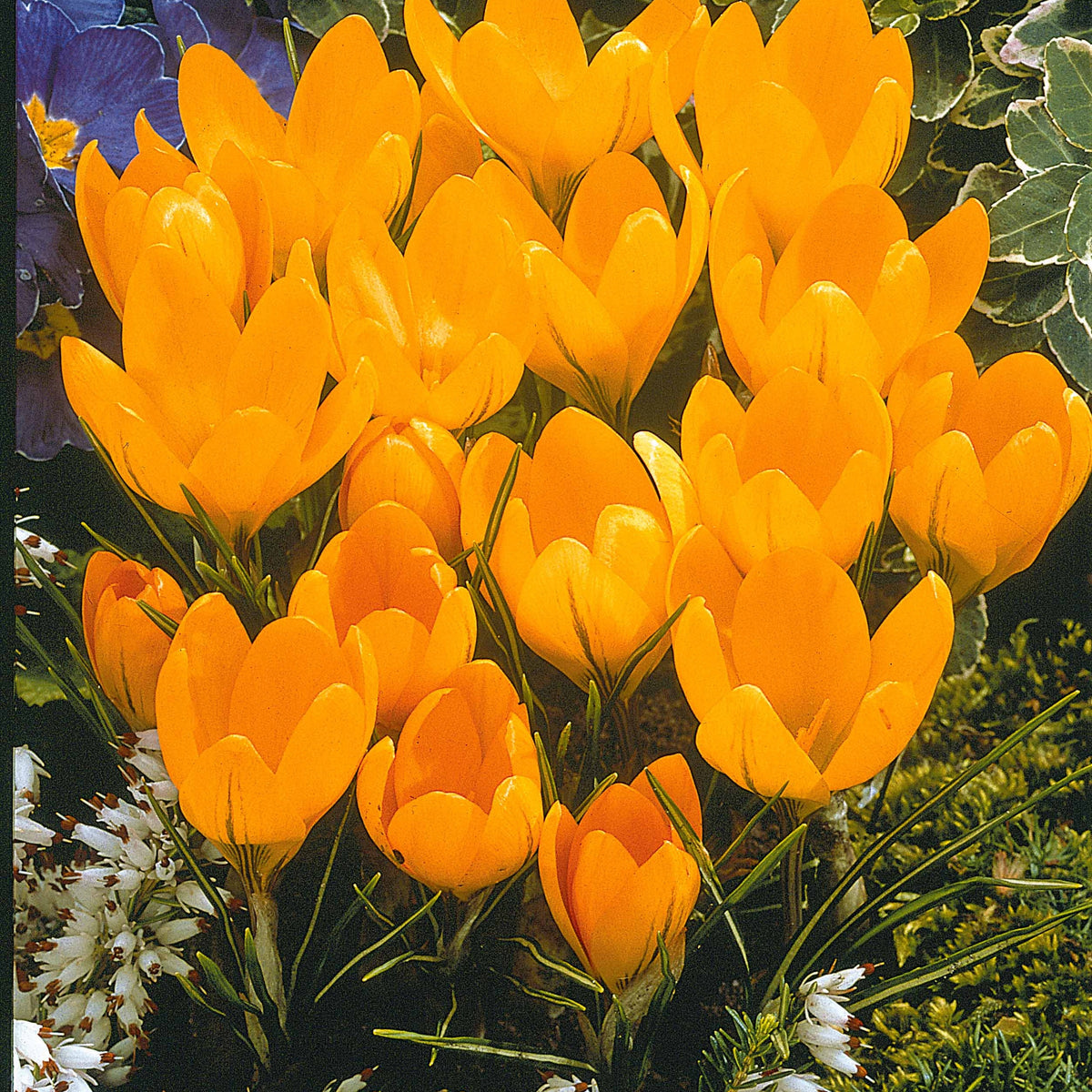 Krokus-Mischung mehrfarbig (x60) - Crocus 'yellow mammouth', 'flower record', 'jeanne - Willemse