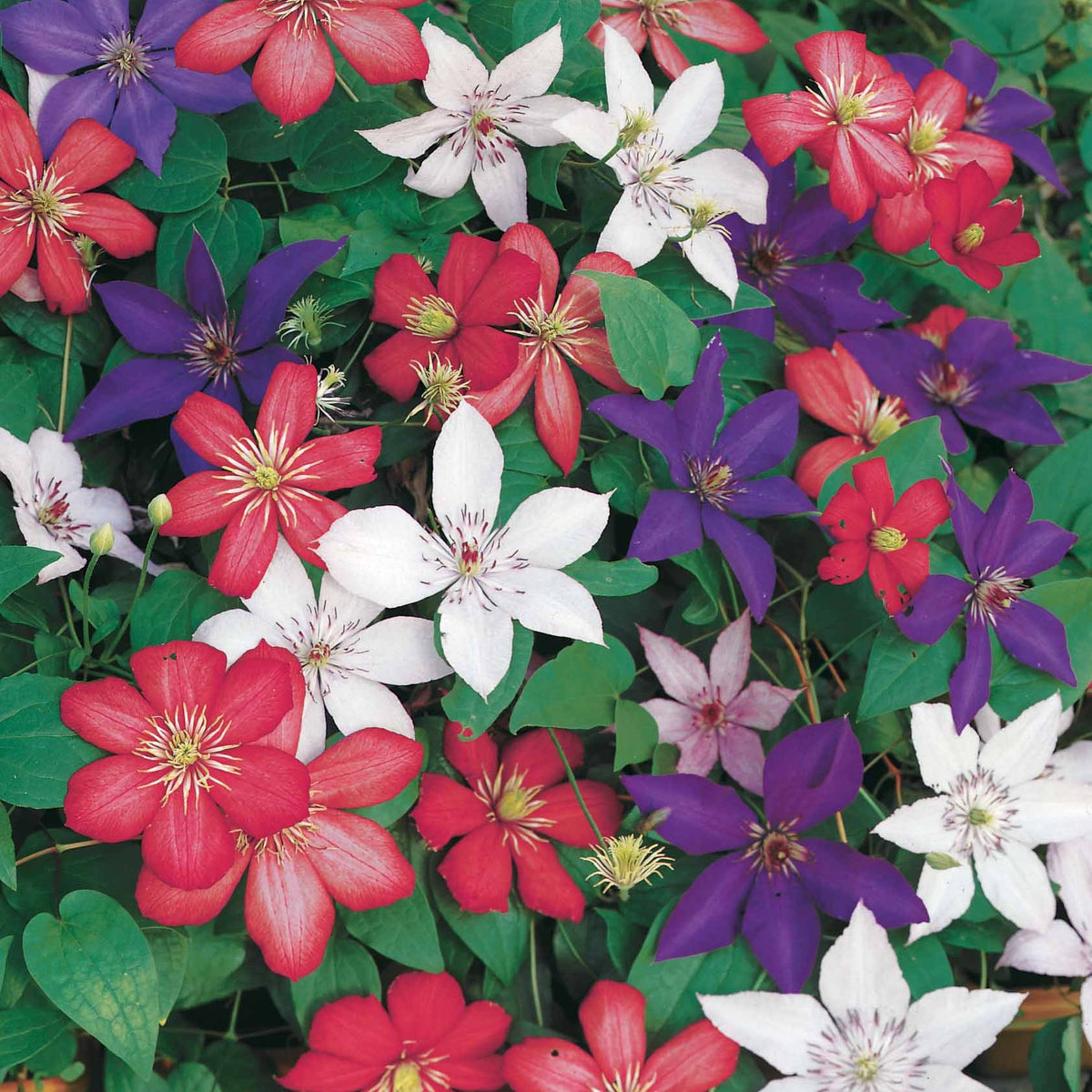 Sammlung von Clematis: Ville de Lyon, Miss Bateman, Präsident (x3) - Willemse