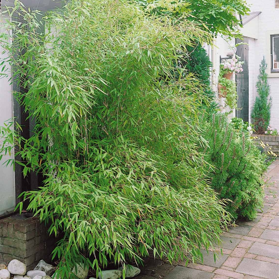 Bambus-Sammlung: grün, gelb, rot (x3) - Phyllostachys bissetii, aureosulcata Aureocaulis, Fargesia scabrida Asian Wonder - Willemse
