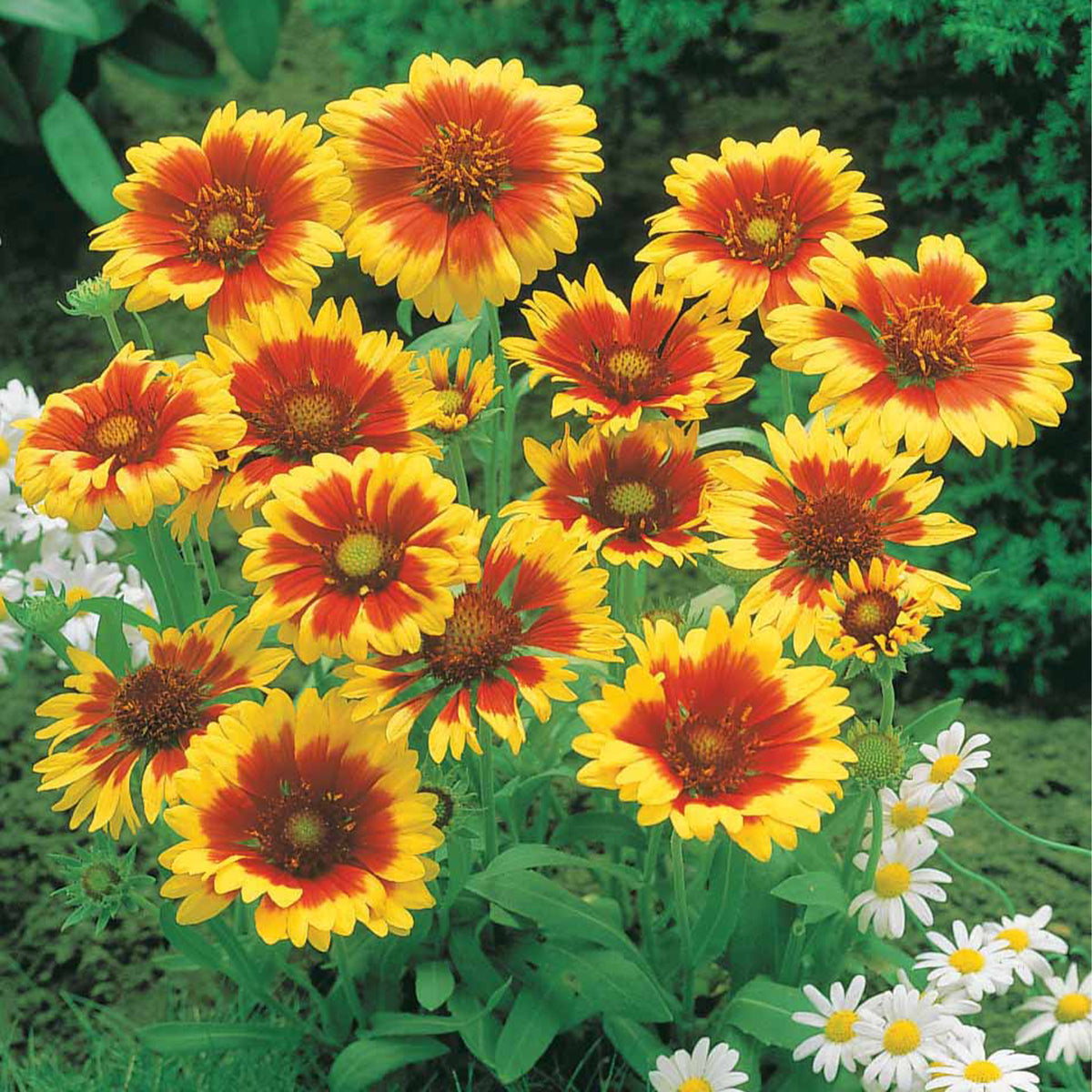 Rudbeckia Cherry Brandy, Gaillardia Kobold, Leucanthemum Banana Cream - Bunte Margeriten-Kollektion (x6) - Blühende Stauden