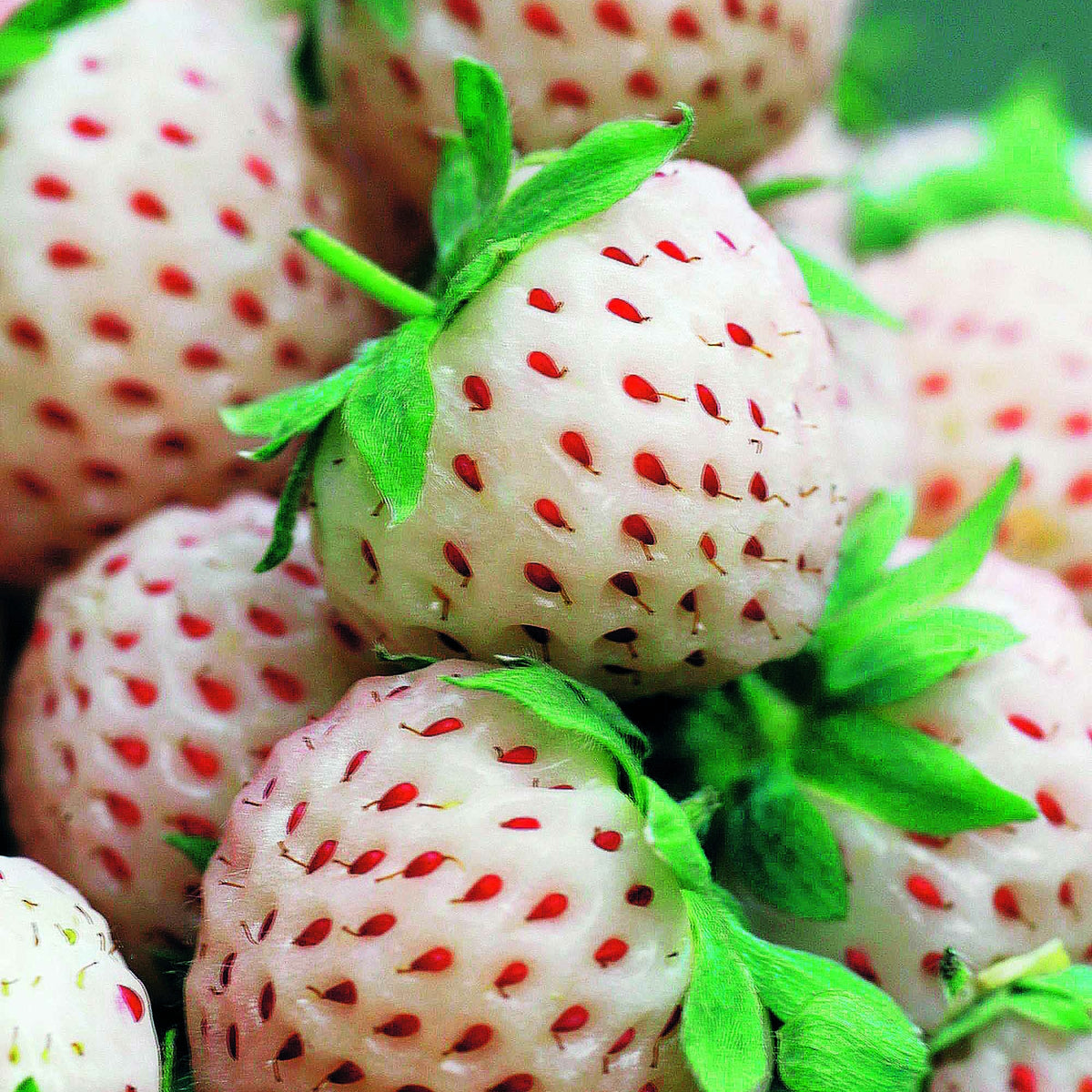Fragaria pineberry ® framberry ® - Sammlung von originellen Erdbeerpflanzen (x4) - Erdbeeren