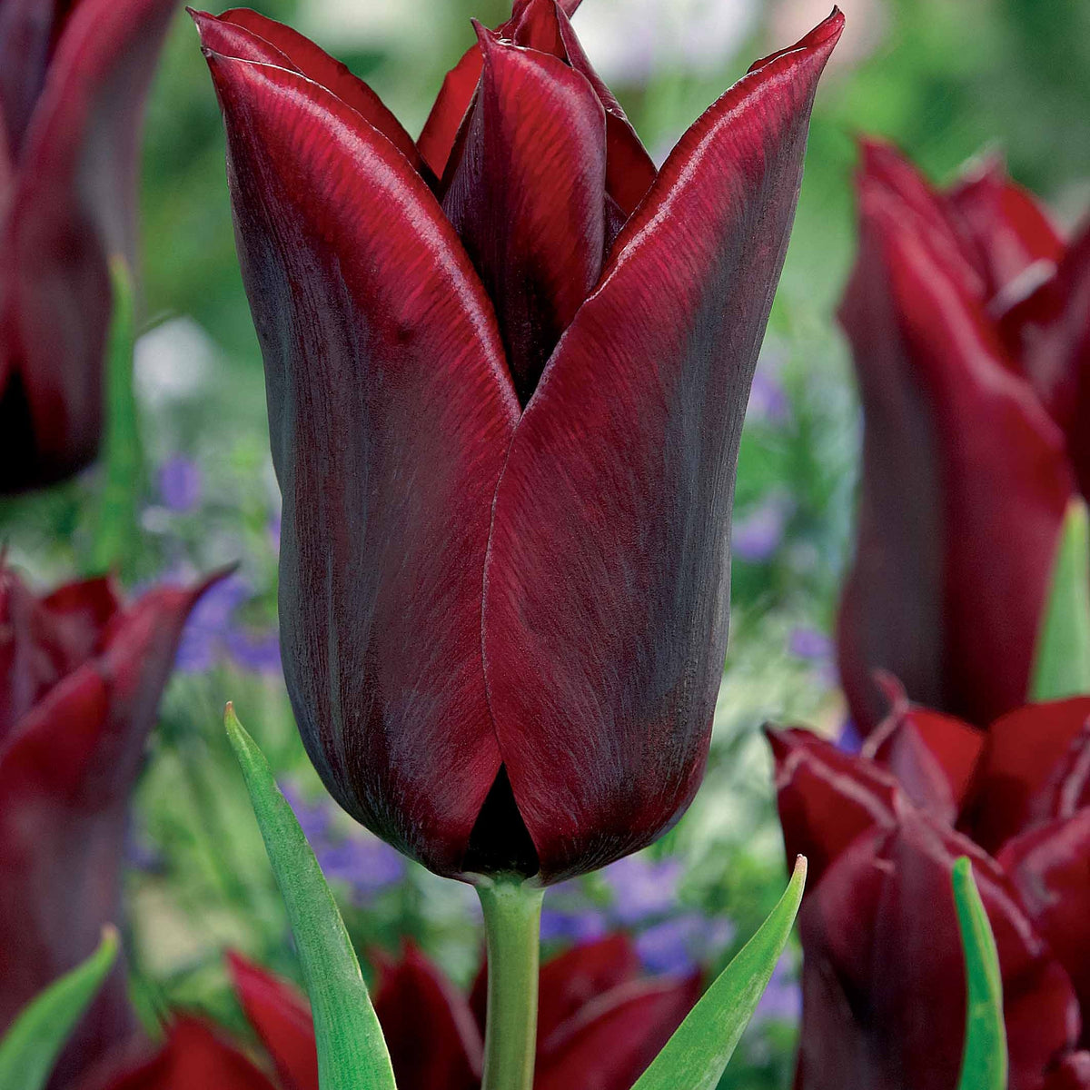 Lilienblütige Tulpe 'Lasting Love' (x10) - Willemse
