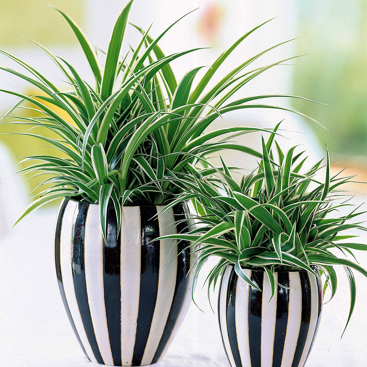 Luftreinigende Pflanzen Mischung - Chamoedorea elegans,monstera deliciosa,chlorophytum atlantic - Willemse