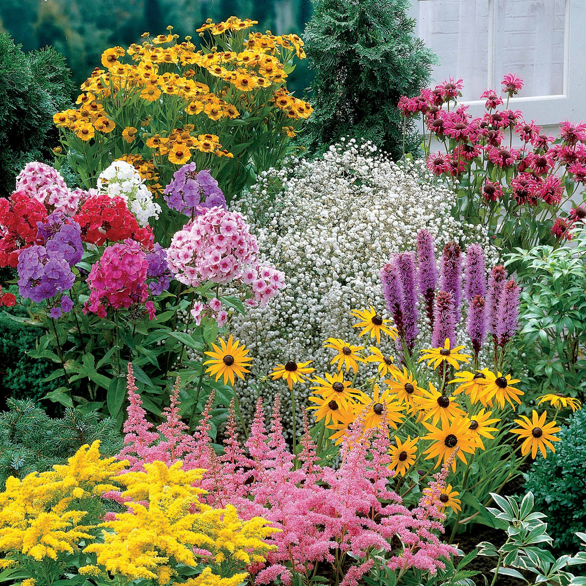 Staudenmischung - Fläche ca. 2 m² - Helenium, Monarda, Phlox paniculata, Rudbeckia Goldstrum, Gypsophila paniculata, Liatris spicata, Solidago, Astilbe - Willemse
