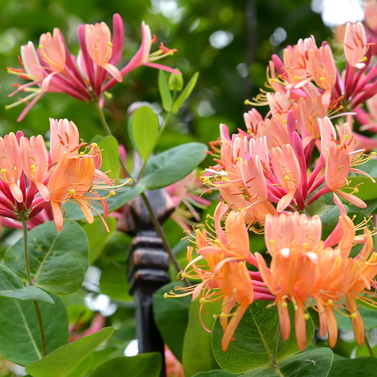 Sammlung von Kletterpflanzen: Geißblatt, Clematis, Jungfernrebe. (x3) - Lonicera heckrottii American Beauty, Clematis patens Piilu, Parthenocissus tricuspidata Veitchii - Willemse