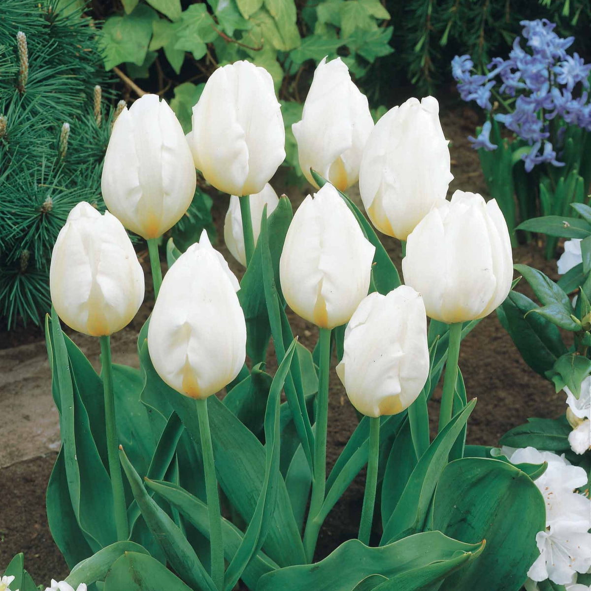 Langstielige Tulpen-Kollektion (x20) - Tulipa - Willemse