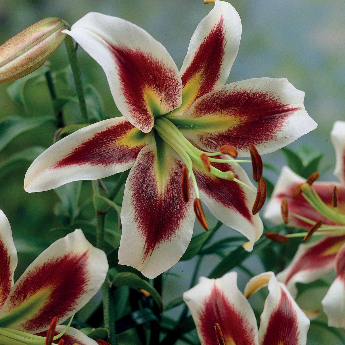 Lilium beverly dreams + mister Peculiar - Lilien Kollektion 'Beverly Dreams' & 'Mister Pistache' (x6) - Lilien-Zwiebeln