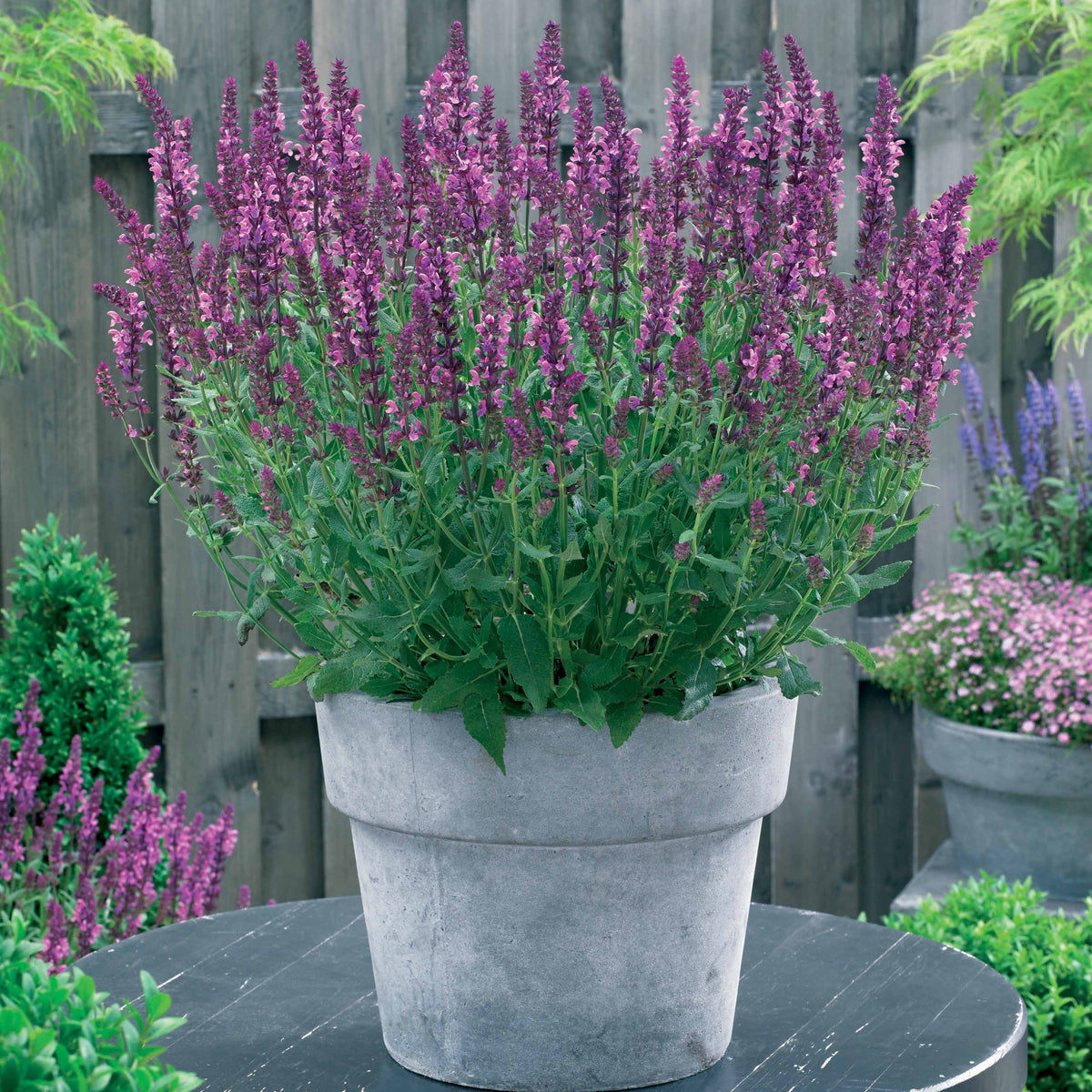 Blühende Stauden - Stauden Mischung für einen farbenfrohen Garten - Alchemilla mollis, Leucanthemum superbum, Salvia nemorosa, Asclepia incarnata