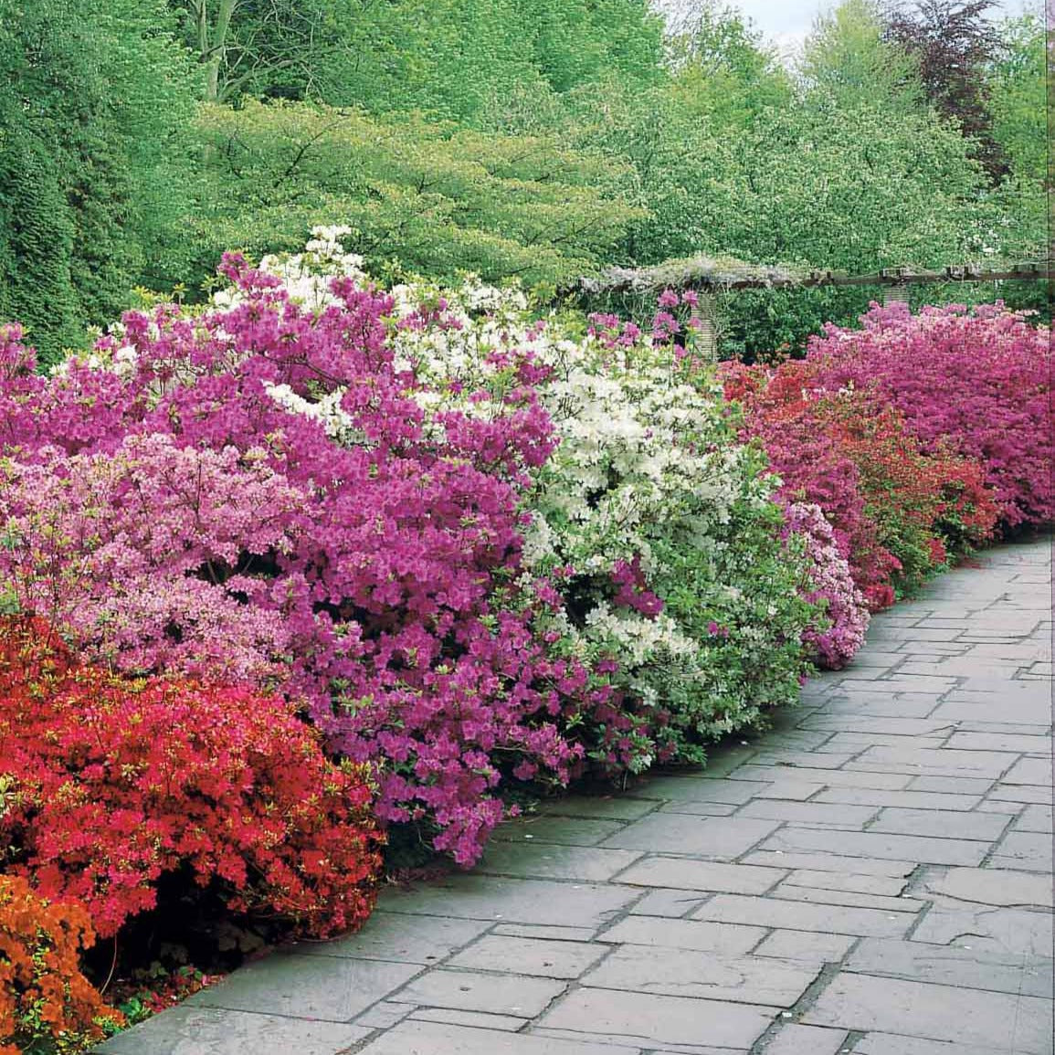 Japan-Azaleen-Kollektion (x3) - Azalea japonica - Willemse