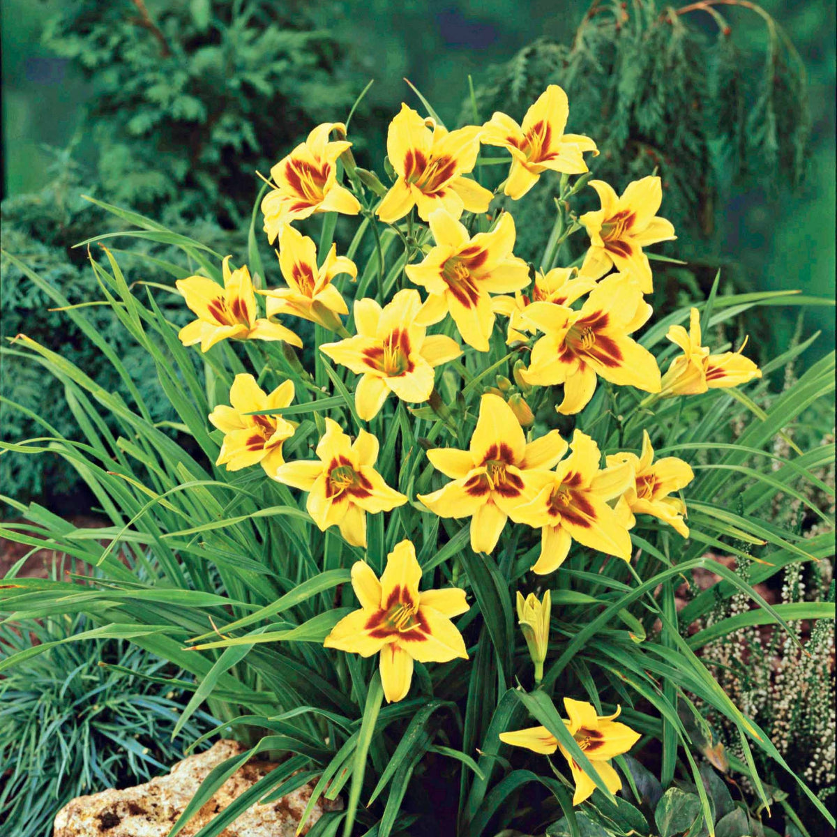 Hemerocallis bonanza - Taglie - Hemerocallis - Taglilie