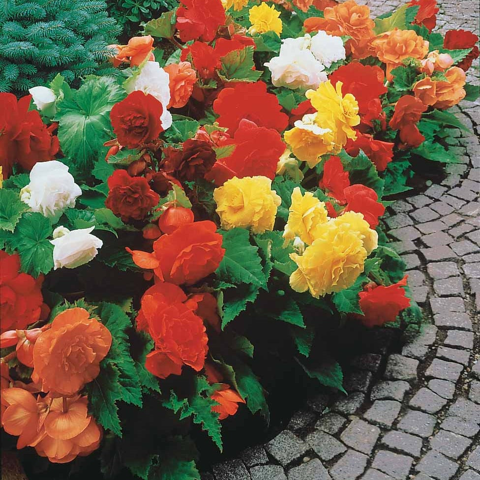 Begonia tuberhybrida - 10 EXTRA Gemischte Begonien gefüllt - Begonien-Zwiebeln
