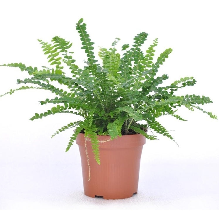 Schwertfarn Duffy in weißem Blumentopf - Nephrolepis exaltata Duffi - Willemse