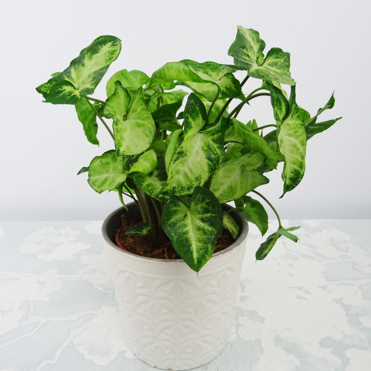 Purpurtute in weißem Blumentopf - Syngonium pixie - Willemse