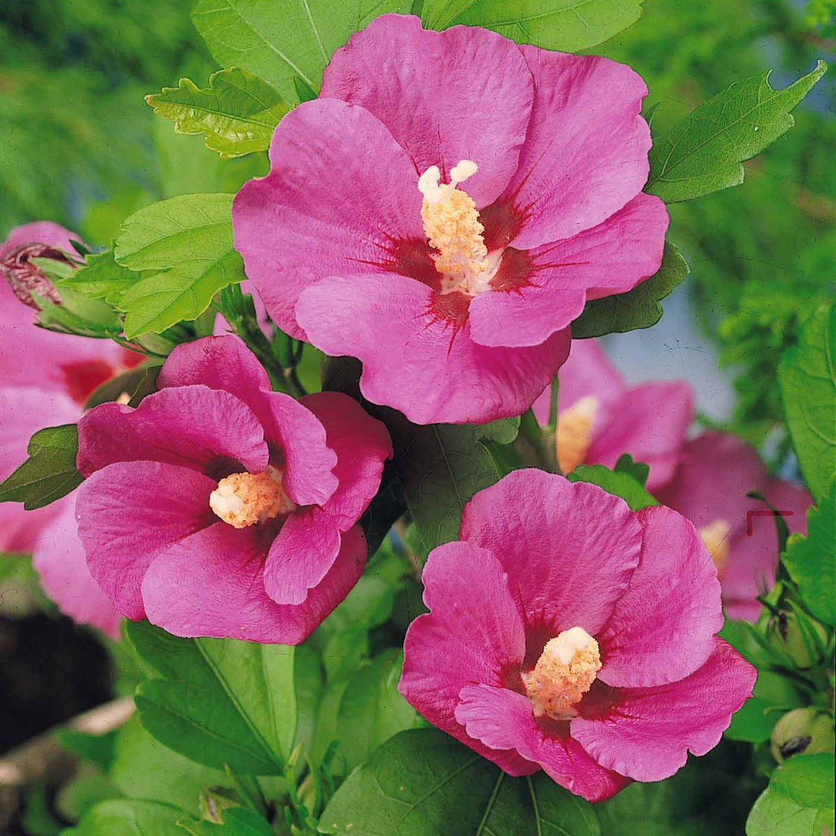 Hibiskus-Stämmchen - Willemse
