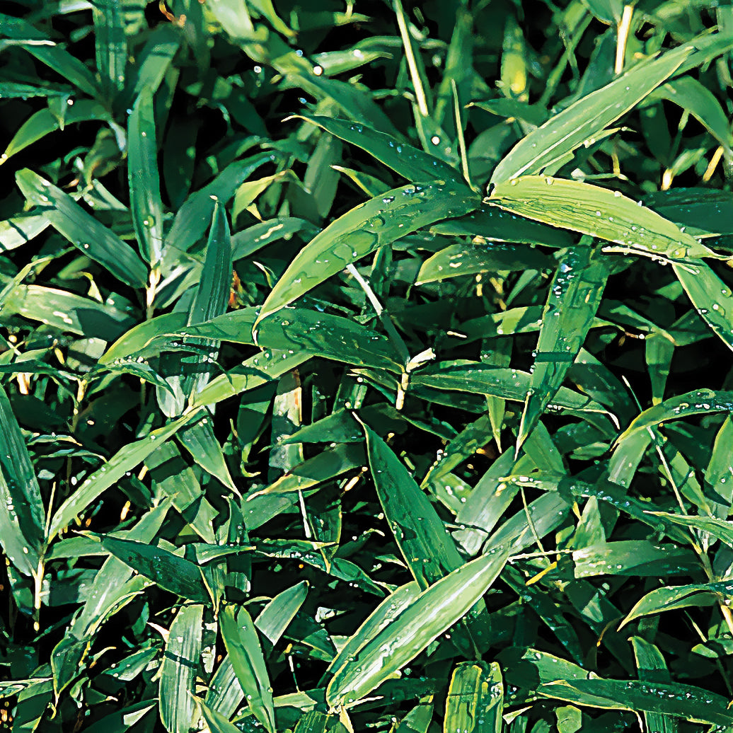 Pleioblastus pygmaeus - Zwerg-Pygmäenbambus - Bambus