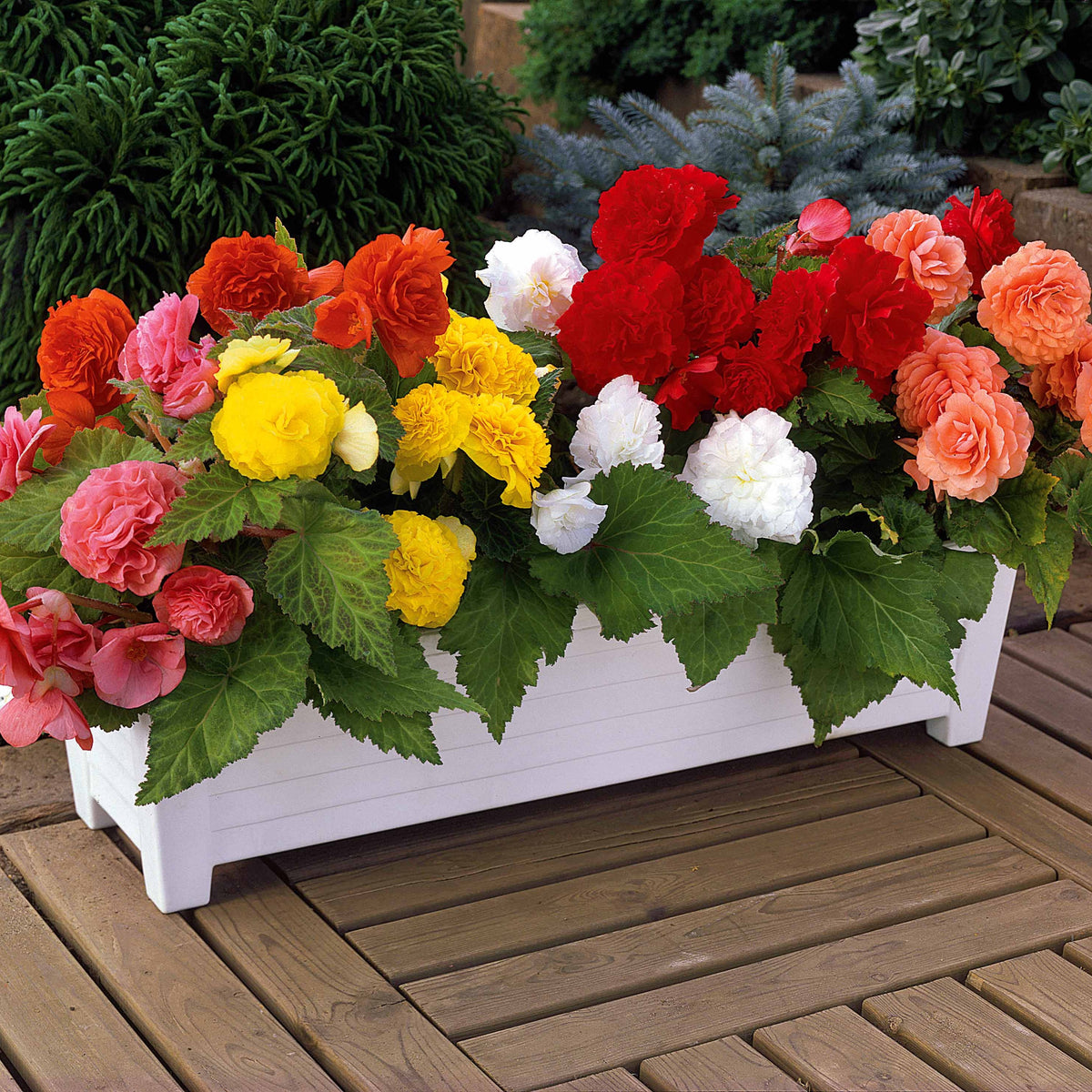 Begonien-Zwiebeln - Begonie Mischung 'Non Stop' (x6) - Begonia multiflora non stop