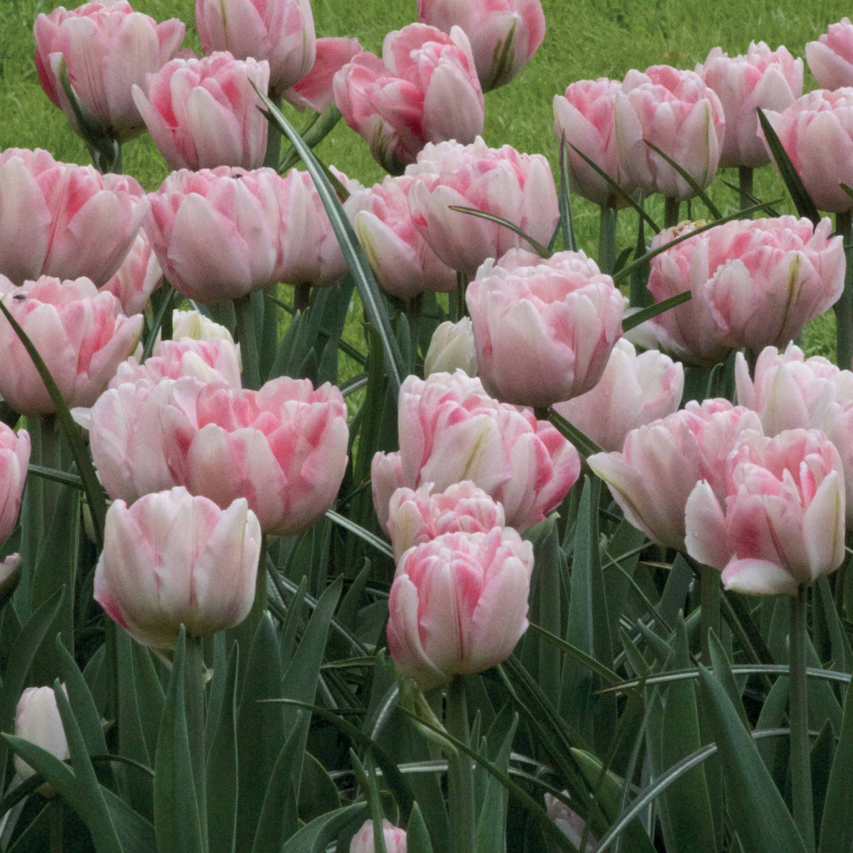 Tulpen 'Foxtrot' (x10) - Tulipa foxtrot - Willemse