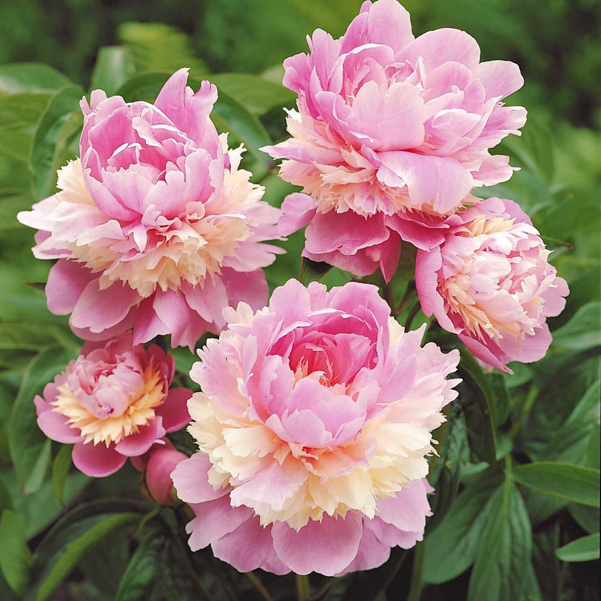 Pfingstrose 'Red Charm' + 'Immaculate' + 'Sorbet' Mischung (x3) - Paeonia lactiflora x Sorbet, Immaculée, Red Charm