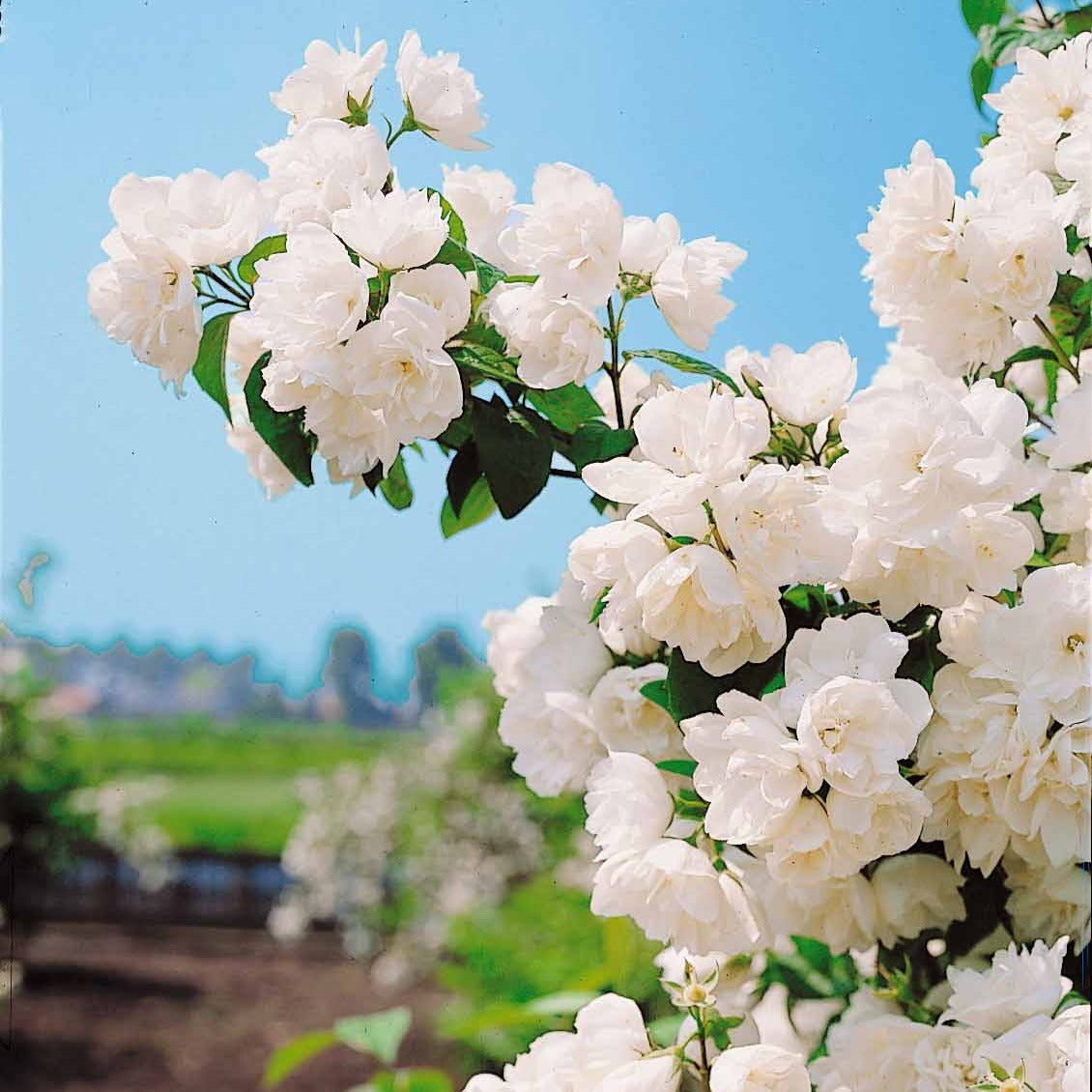 Sommerjasmin 'Virginal' - Philadelphus virginal