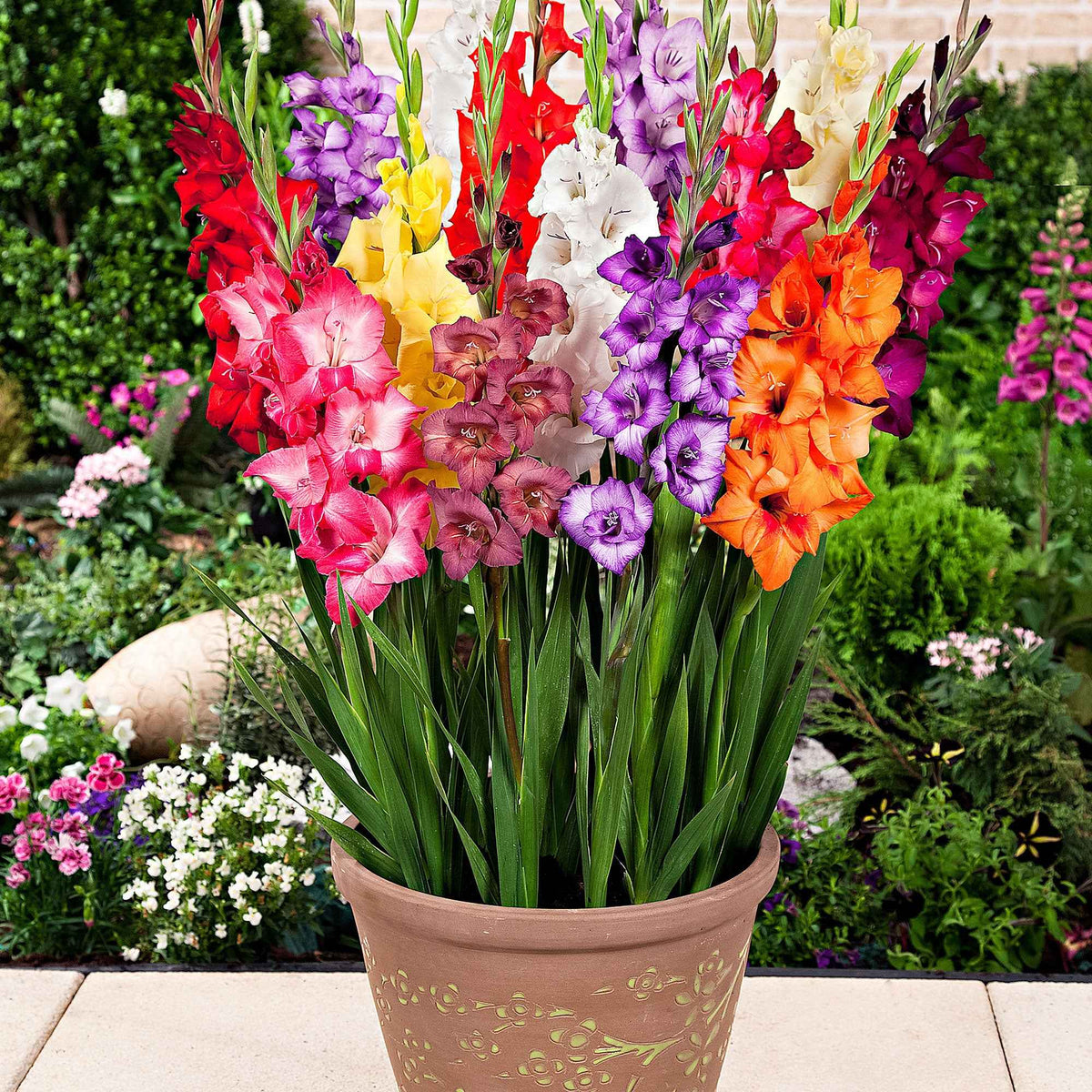 Gladiole Mischung 'Glamini' (x12) - Willemse