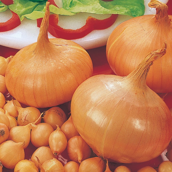 Zwiebel 'Stuttgarter Riesen' - Allium cepa stuttgarter riesen - Willemse
